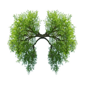 Et smukt symbol på vores lunger